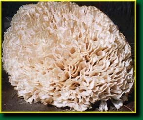 Sparassis Crispa