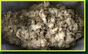 Hen of the Woods
