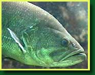 Large mouth bass