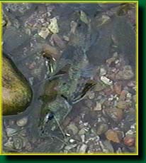 Madtom catfish