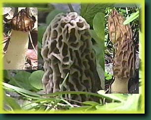 Morels