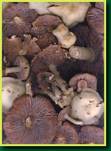 Purple-gilled Laccaria