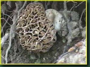 Morel in roots