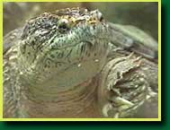 Common Snapper