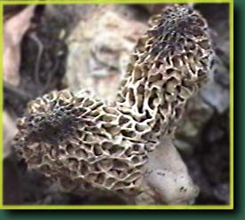 Split base morel