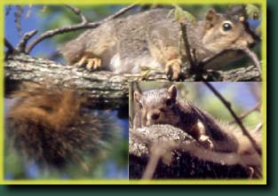 Fox Squirrel