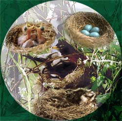 Robin life cycle