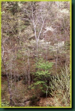 Trees above
	dam