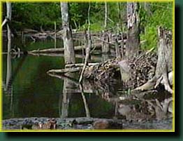 Upper pond by spillway