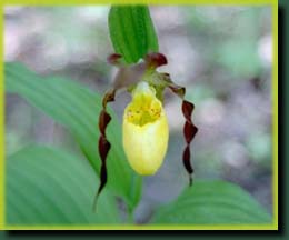 Yellow Lady slipper