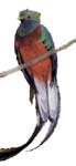 The Resplendent Quetzal, Guatemala's national bird