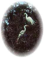 Egrets and other wildlife abound