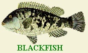 CLICK HERE