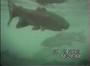 Some hungry trout at Capernwray Dive Centre