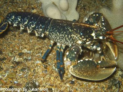 A good thing for this lobster to meet Julian with his camera and not Harvey with his net...