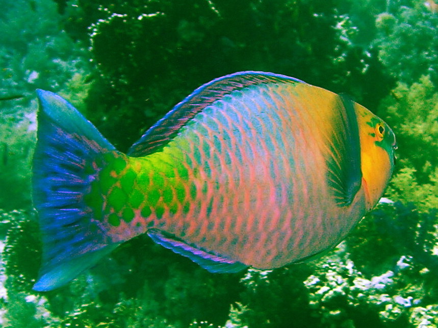parrot fish - just when you get them to smile, they turn away!