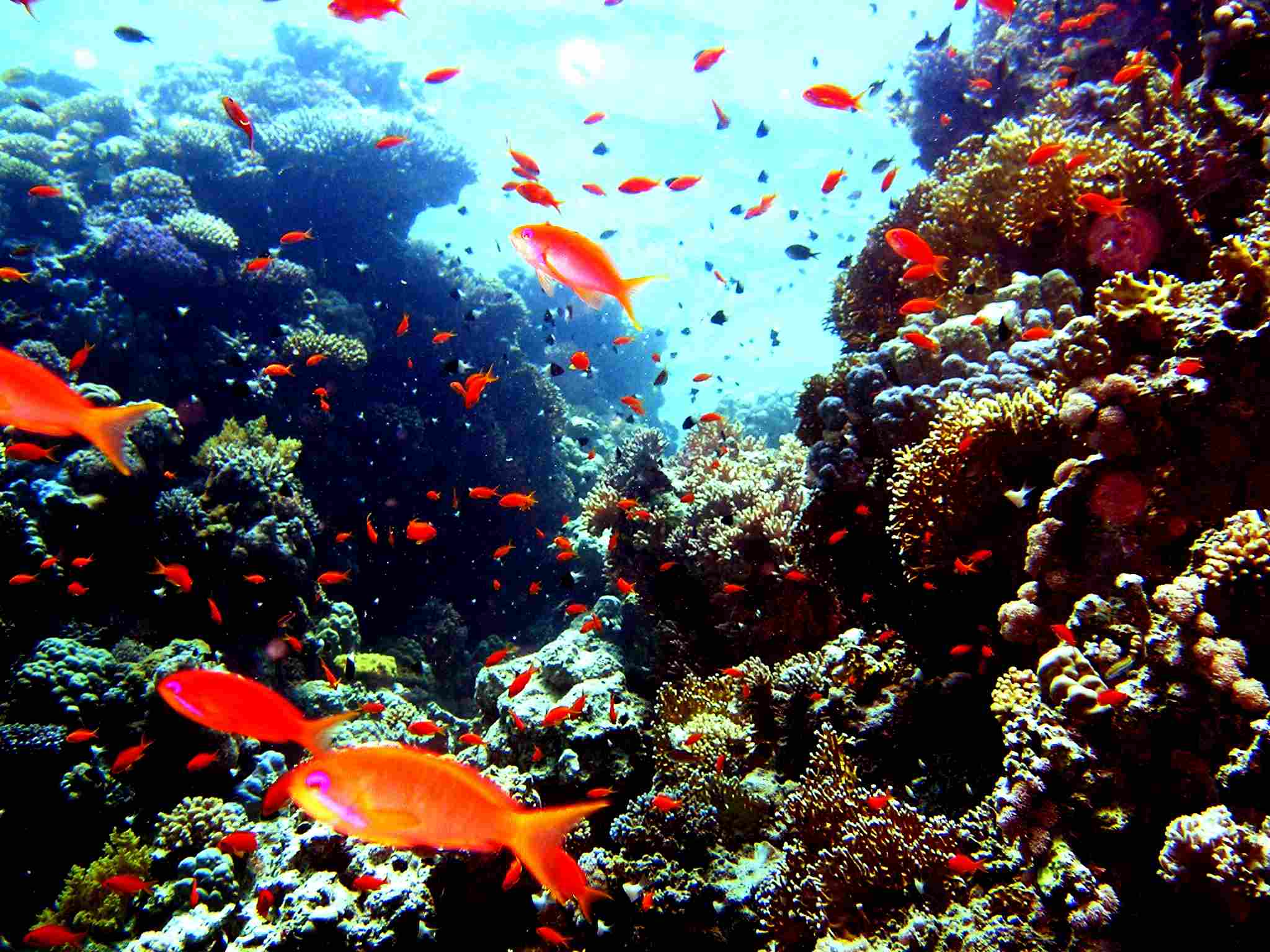 reef life, it's the only life I know.