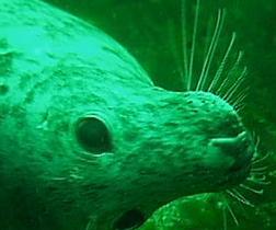 Encounter with a Seal Pup