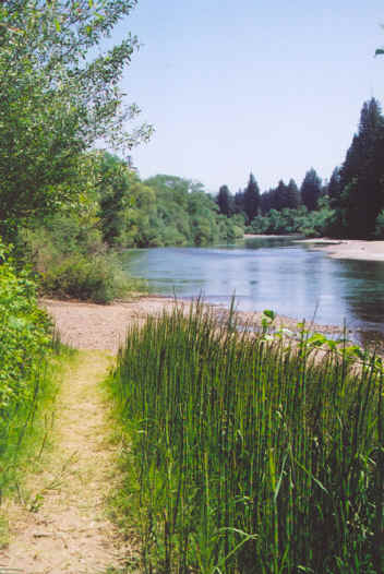 fifes_riverfront.jpg (170845 bytes)
