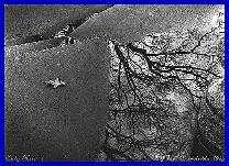 Click to see enlarged Photo