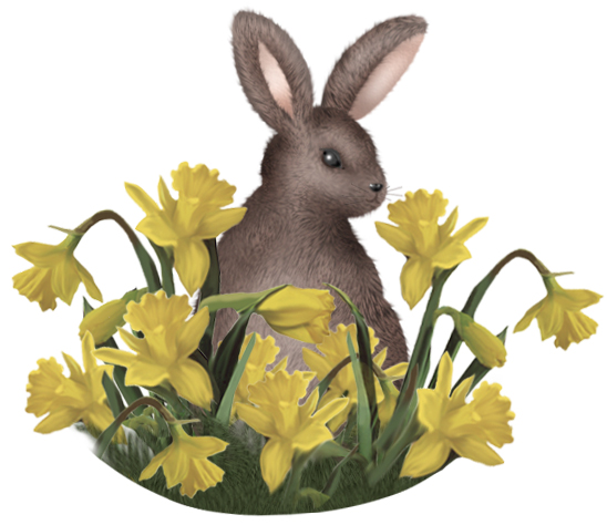 bunny3