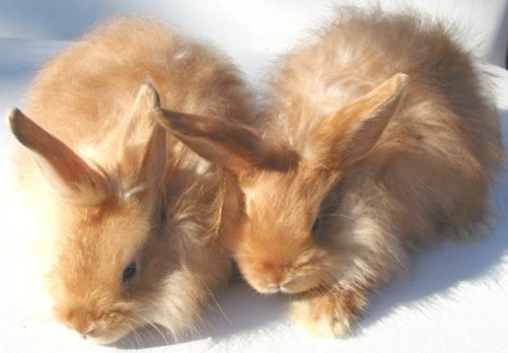 2satins