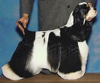 Ch Bow-K's Ask'N For Trouble..Breeder, Co-Owner Lisa Bowers..owners Barbara Lacke & Barbara Doneske
