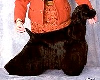 Ch Braewood Midnight Blue..breeder co-owner Lois Wilson Owner Marnie Wood