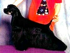 Ch Braewood Five O'Clock High..breeder Marnie Wood Owner Jackie Forchuk