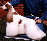 CH Lino De La Gran Aldea..breeder Aldolfo Spector..owner Kevin Flinn