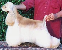 Ch St' James Never on Sunday..breeder Tais Vagostelo..owner Linda Volarikova