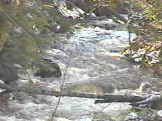 Typical Carp River Scene