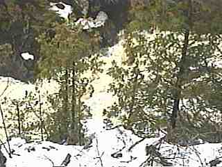 Dead Falls