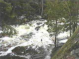 Dead Falls