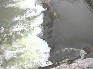 Sauk Creek, iron wall/broken lip