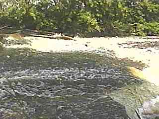 Johnsonville Dam
