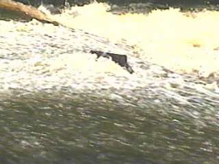 middle fin and river-left wave