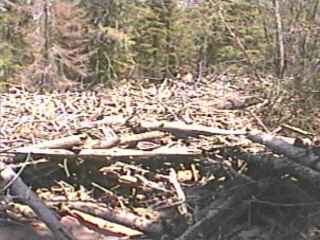 mega-log-jam