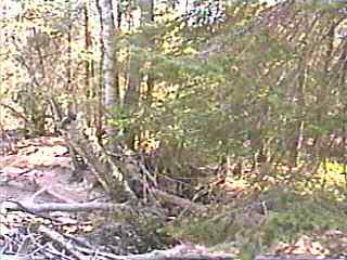 new channel / log jam