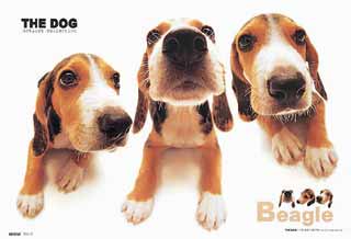 Beagles! my mom's favourite~