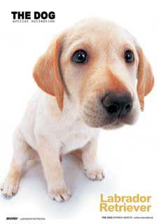 laborador retriever again!