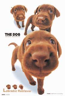 laborador retrievers