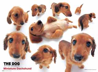 a whole colection of pics of te same dog!