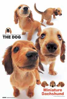 miniature dachshund