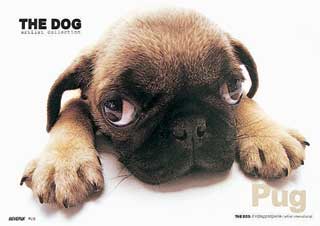 see! pugs are cute too!!
