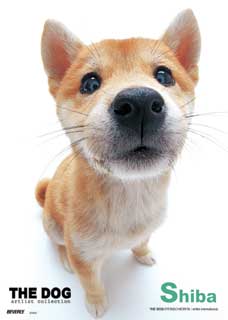 shiba again~~~~