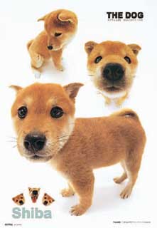 shibas shibas~ hohoho