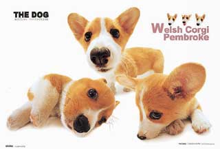 welsh cogi sth...the name's too long haha