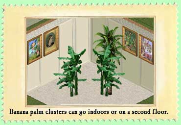 Banana palms & paintings