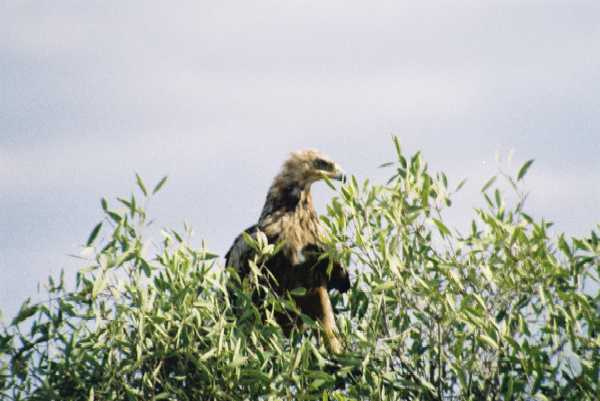 Adler